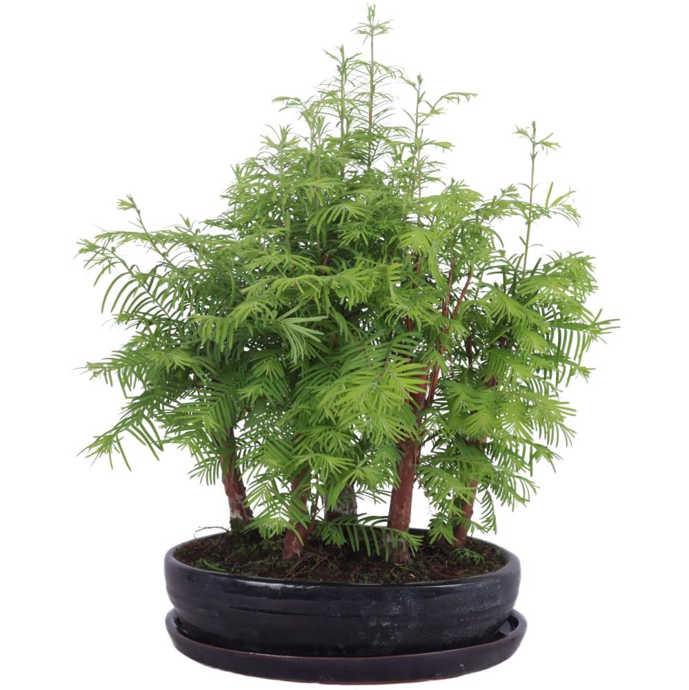 bonsai