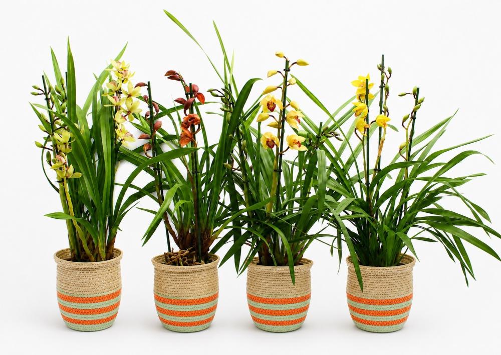 Cymbidium