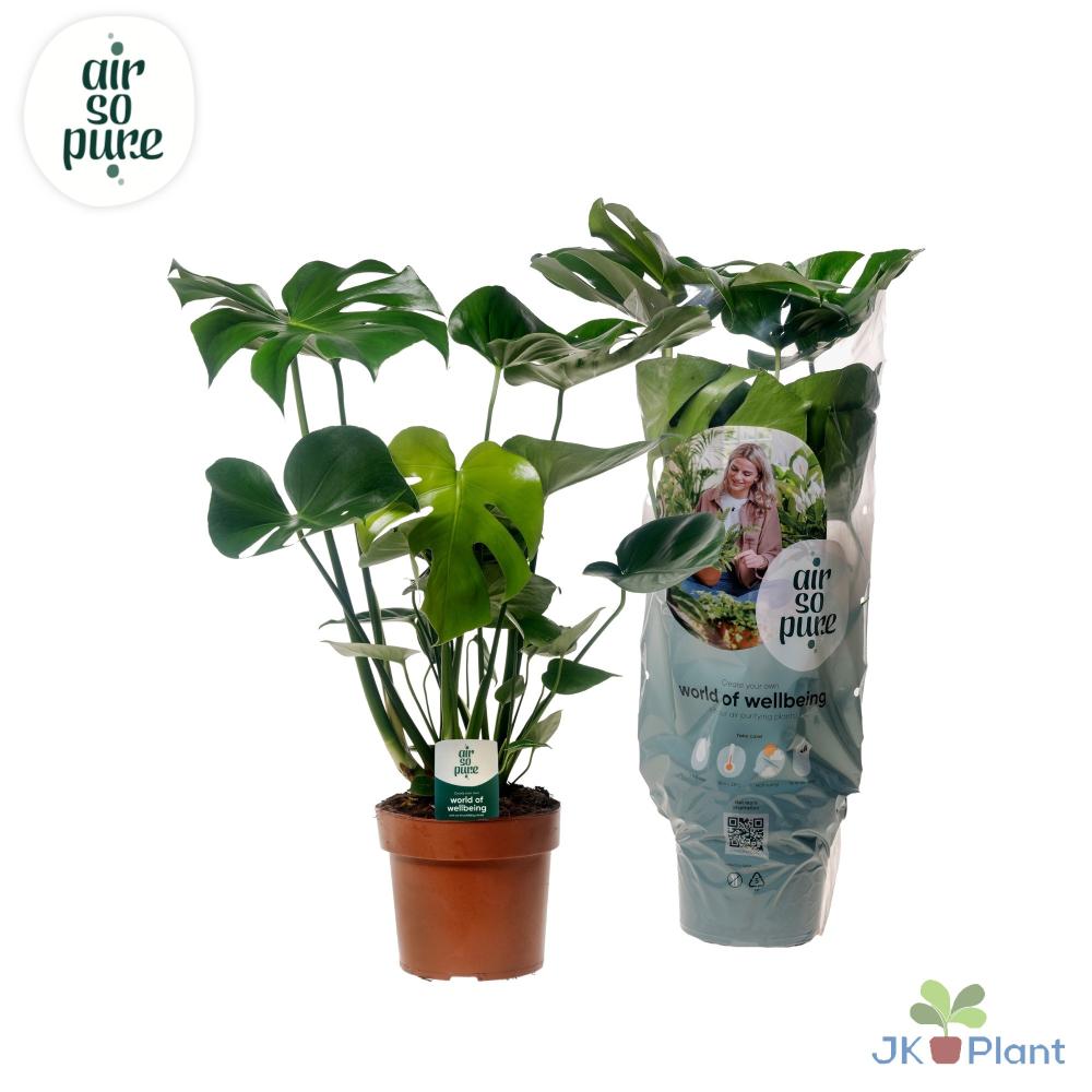 Monstera
