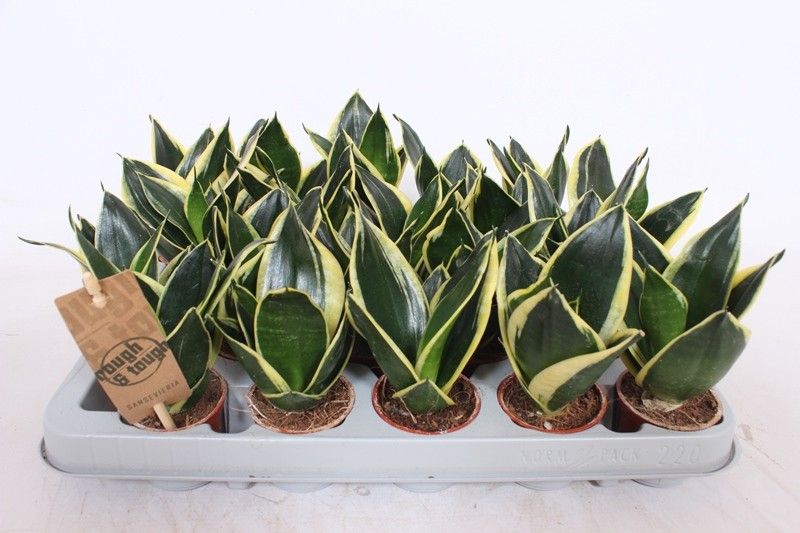 Sansevieria