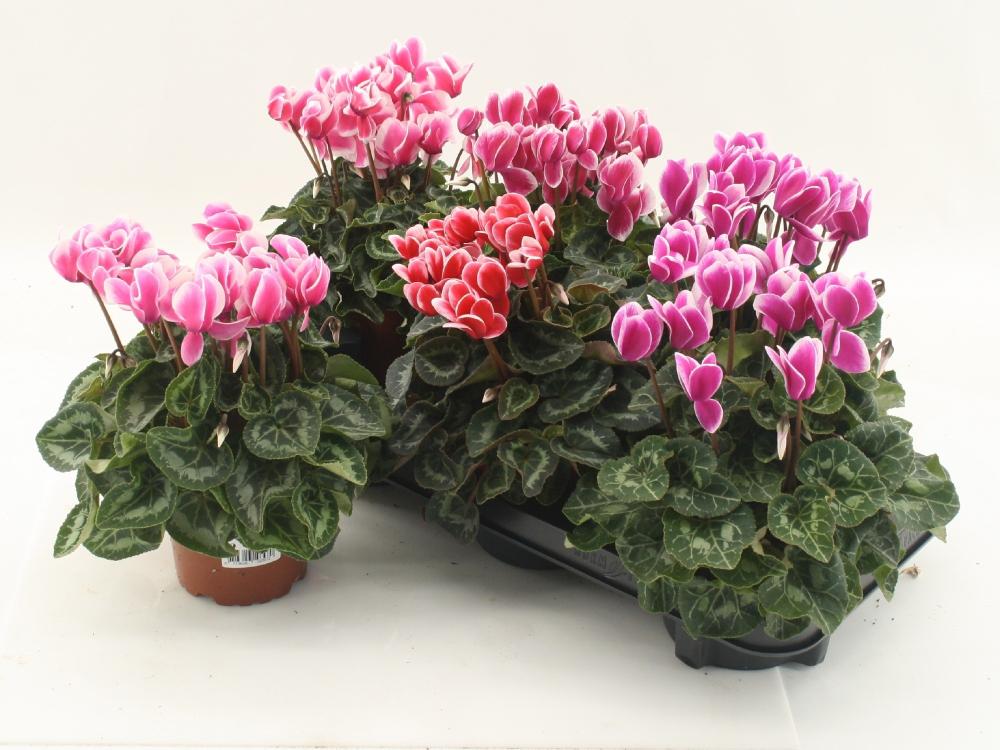 Cyclamen