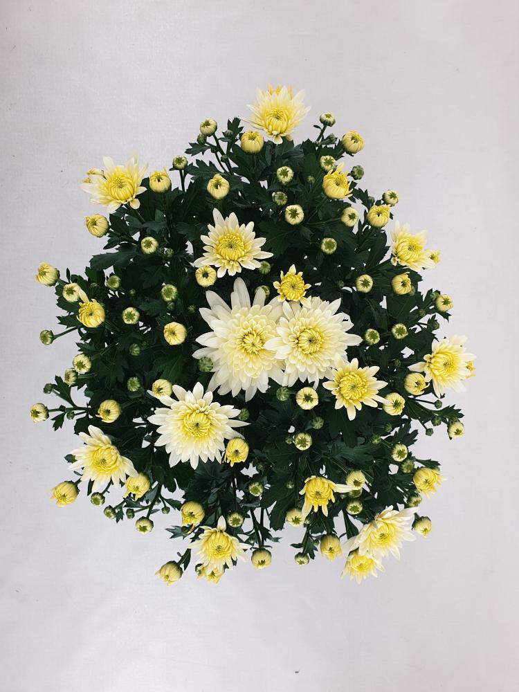 Chrysanthemum multiflor