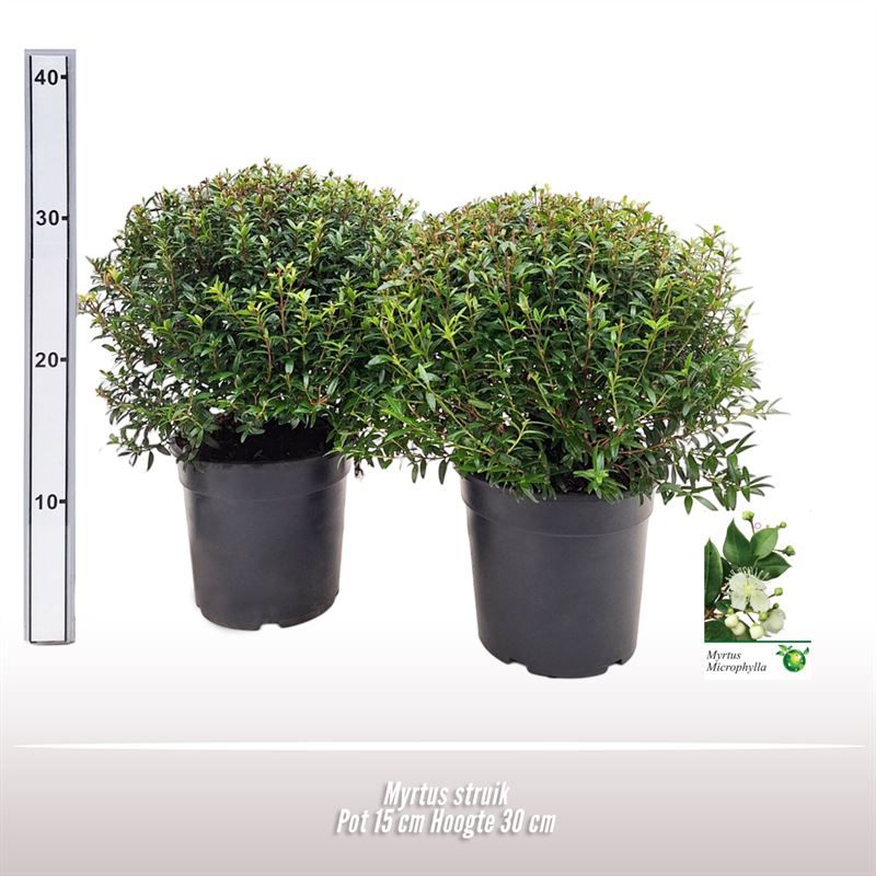 Myrtus