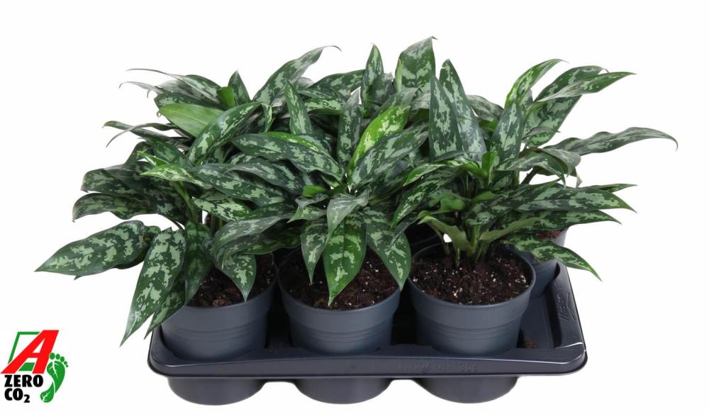 Aglaonema