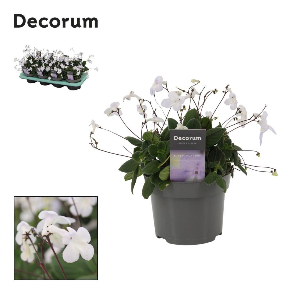 Streptocarpus