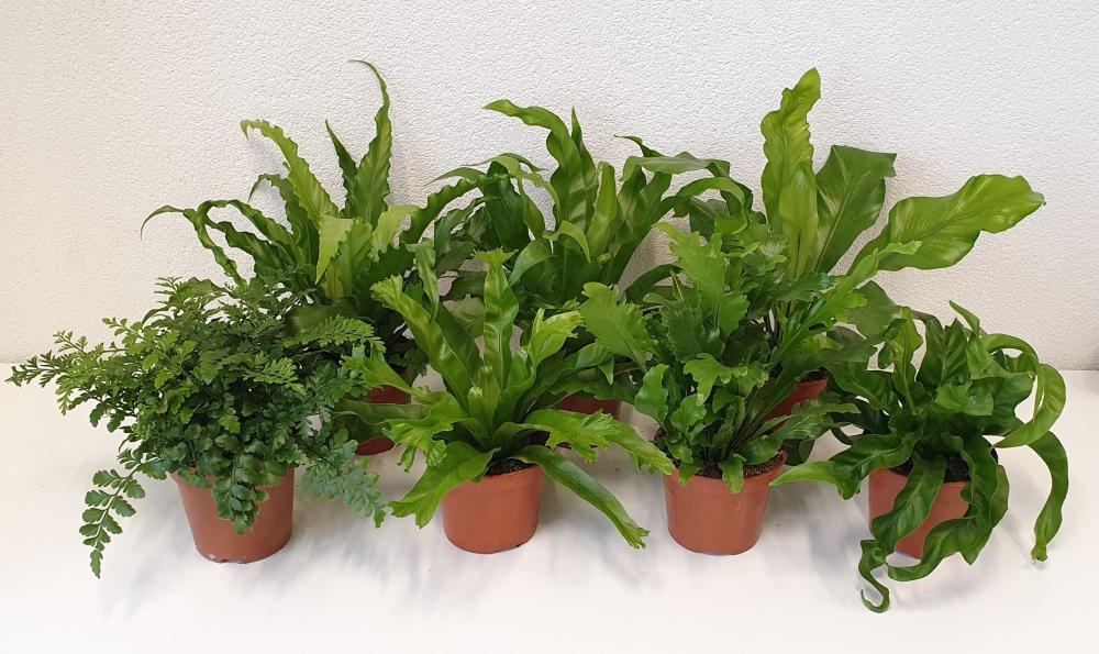 asplenium