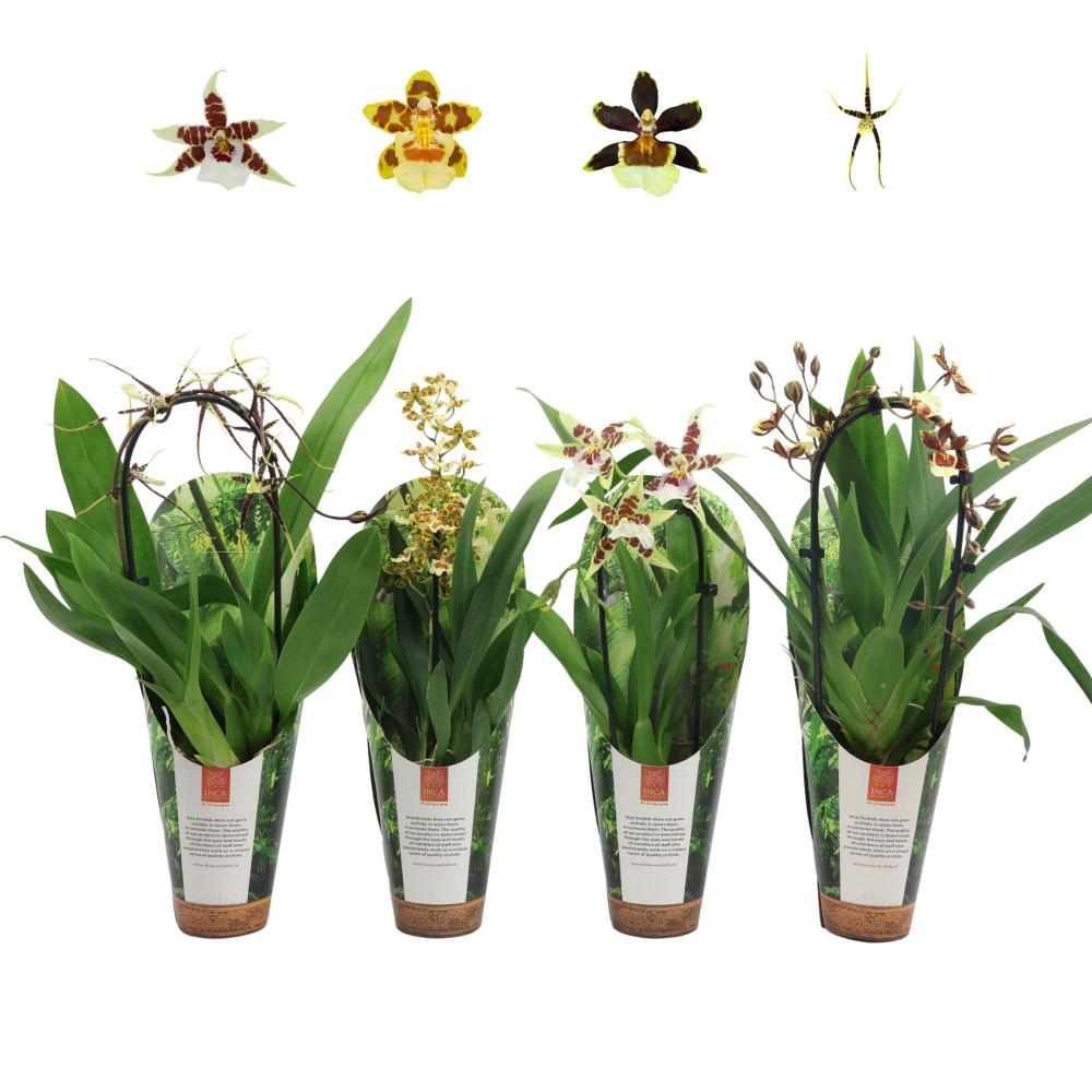 Orchidées mix