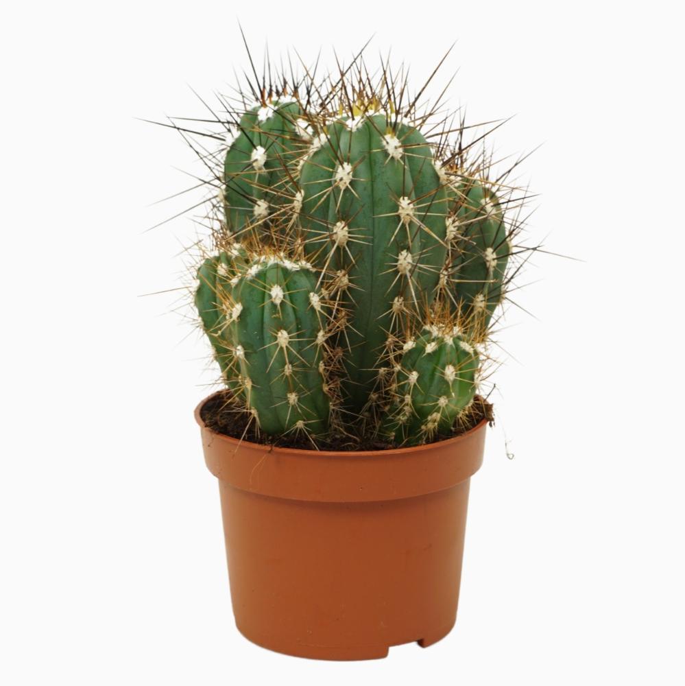 Stetsonia