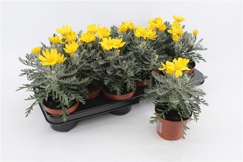 Euryops