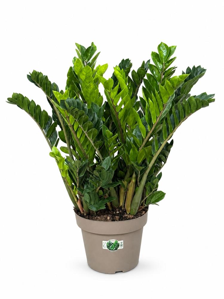 Zamioculcas