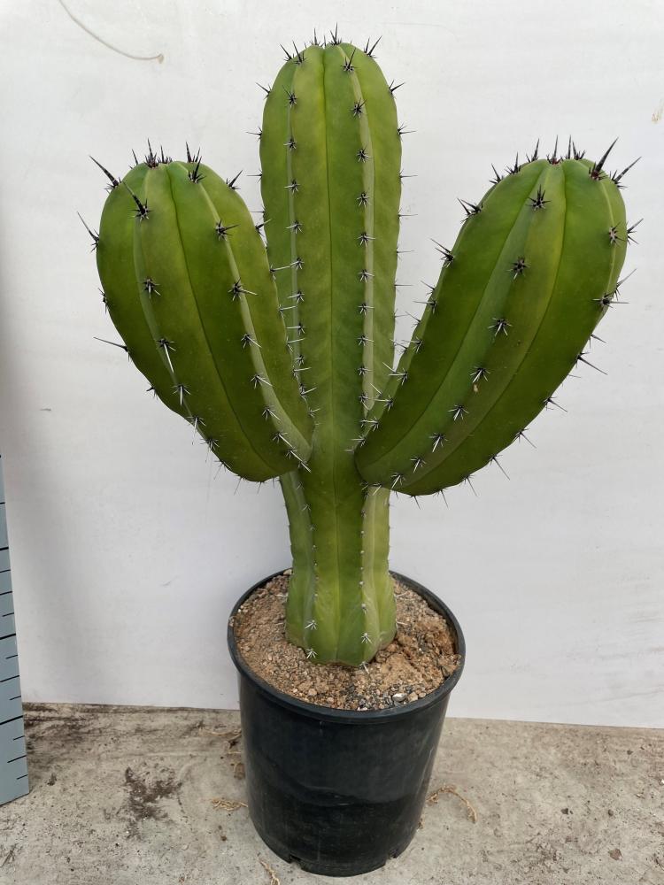 Polaskia