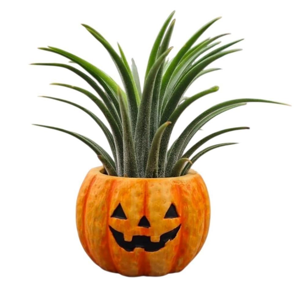 Tillandsia