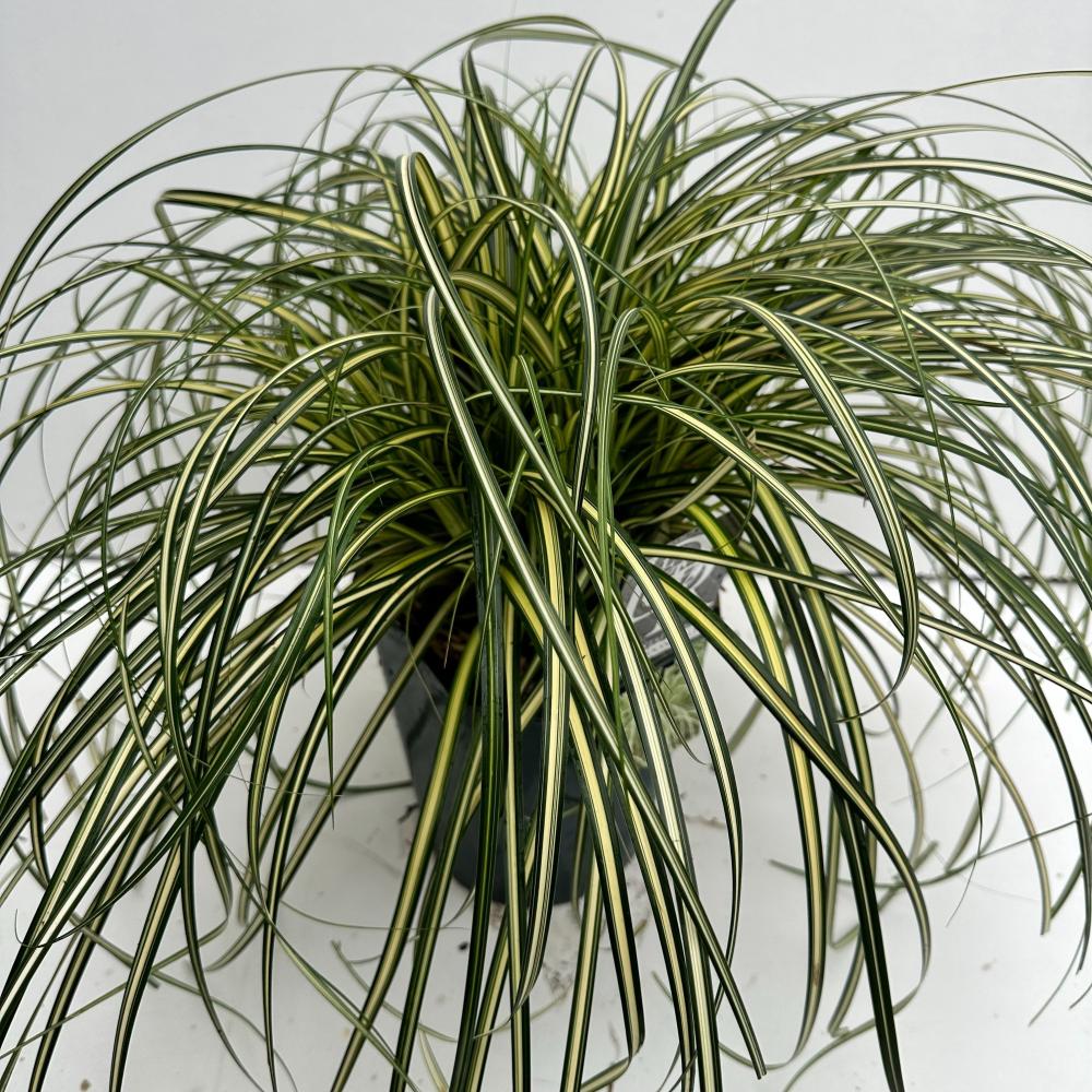 Carex