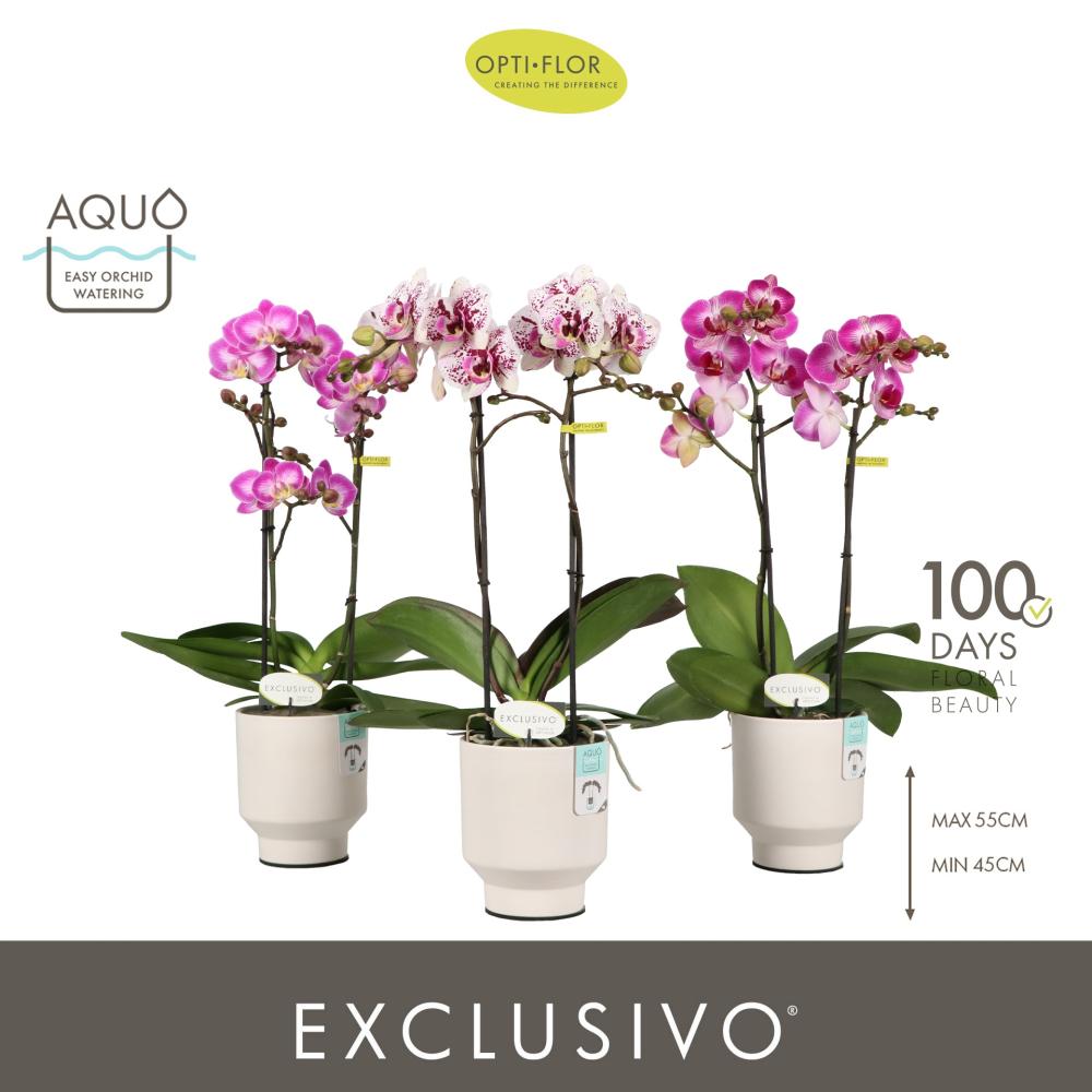 Phalaenopsis