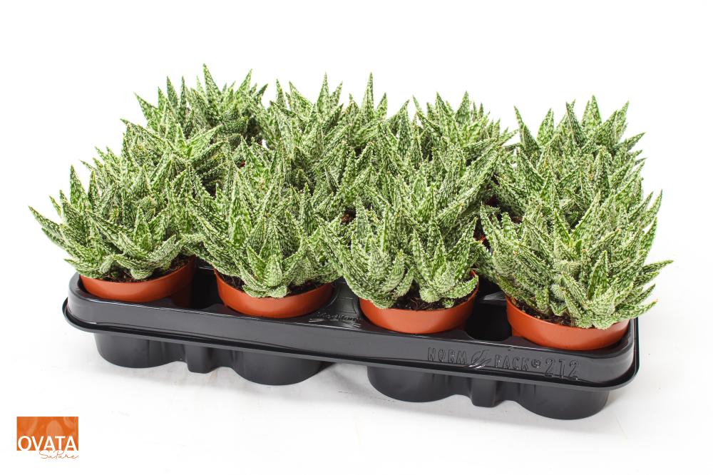 Aloe