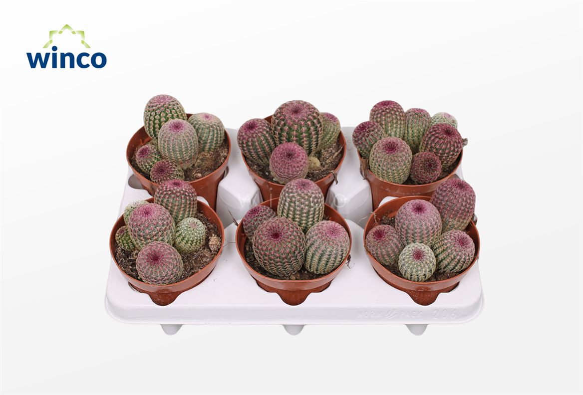 Echinocactus