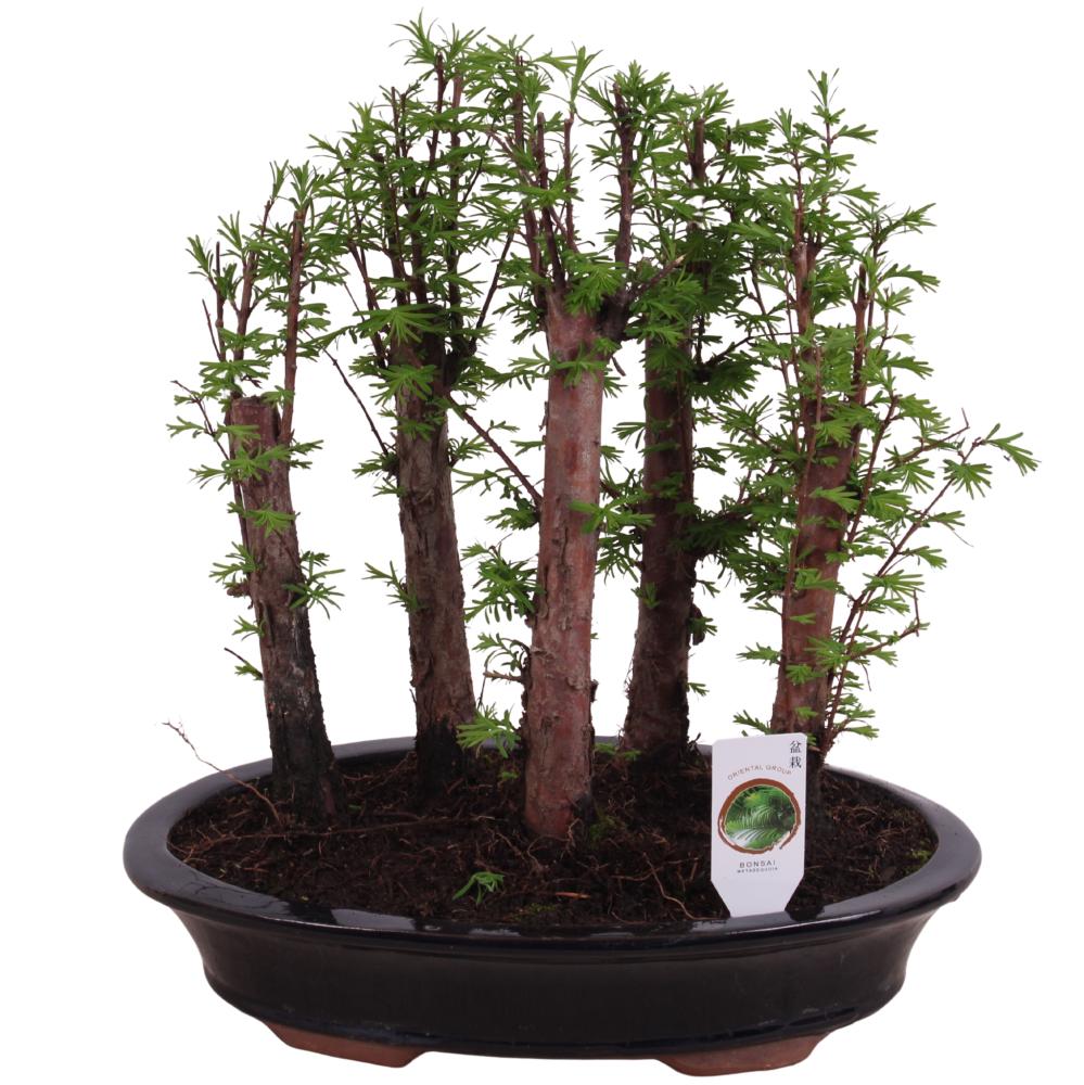bonsai
