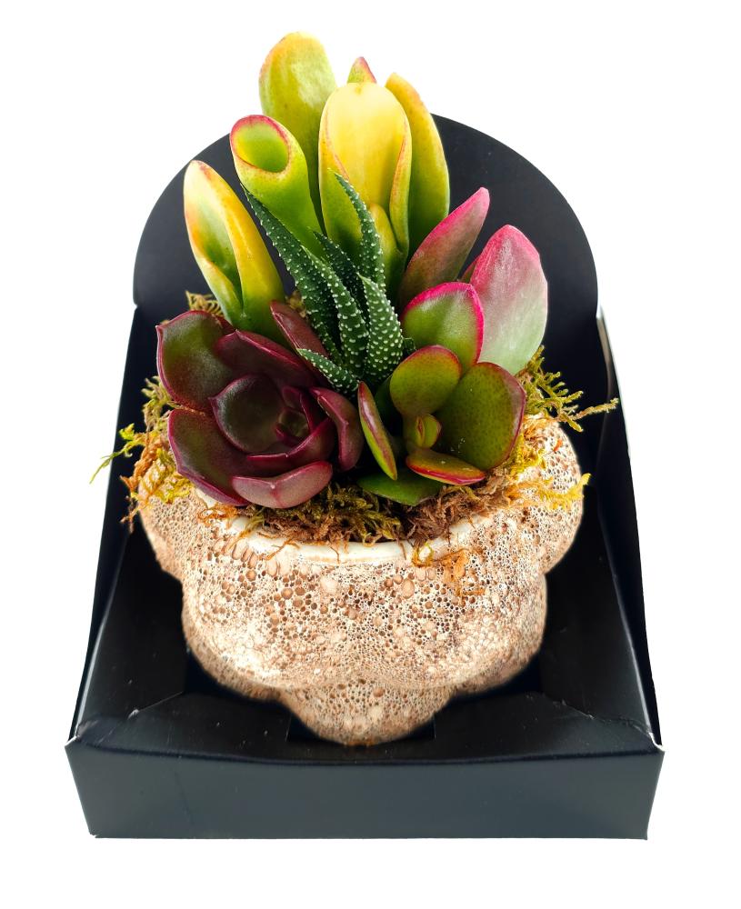 Succulentes