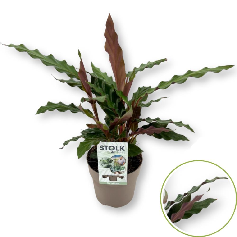 Calathea
