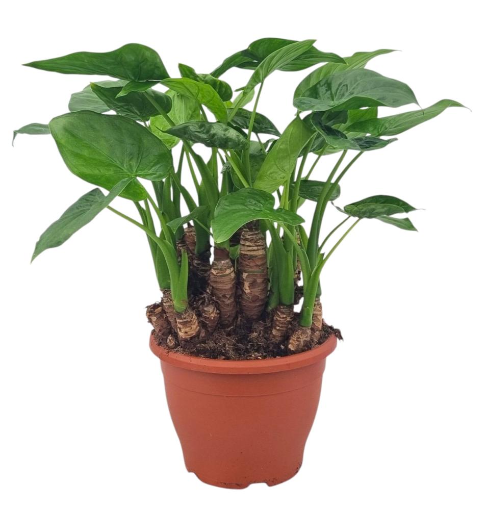 Alocasia