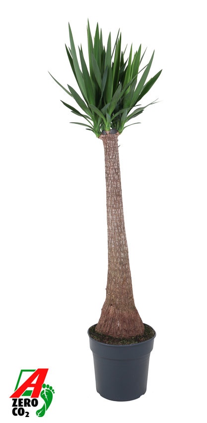 Yucca