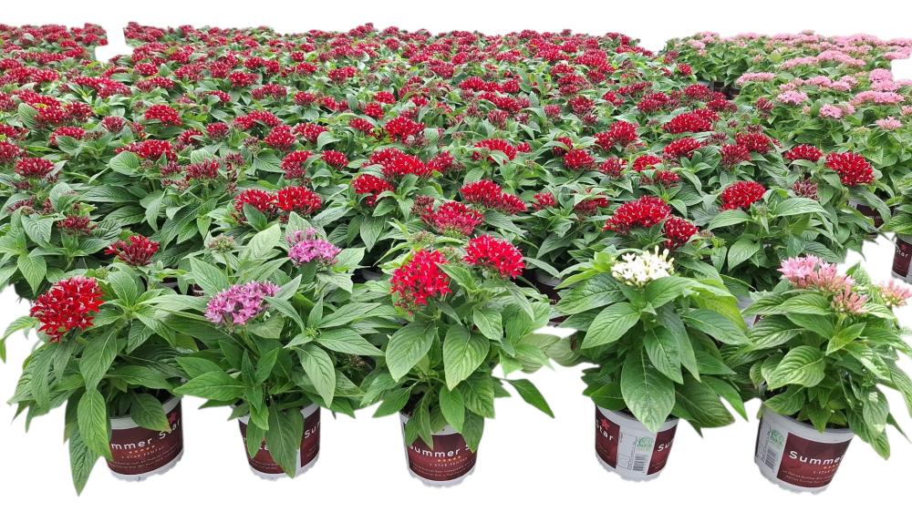 Pentas