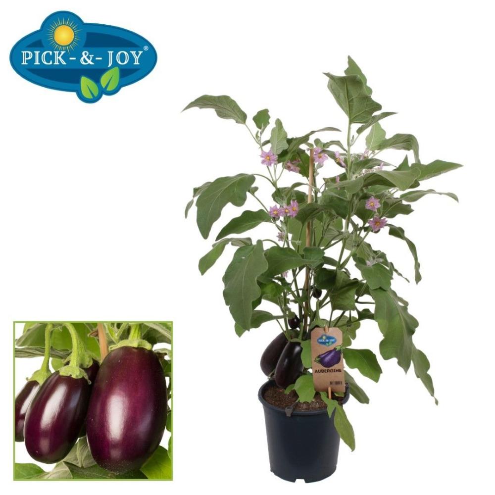 Aubergine