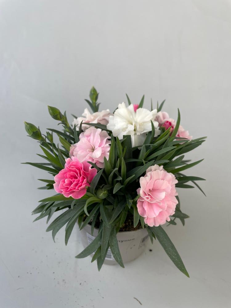 dianthus
