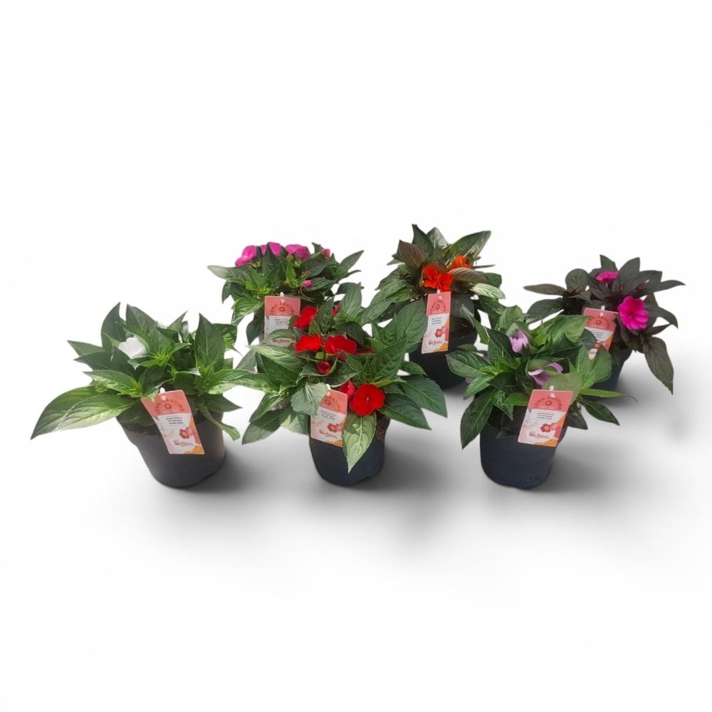 Impatiens