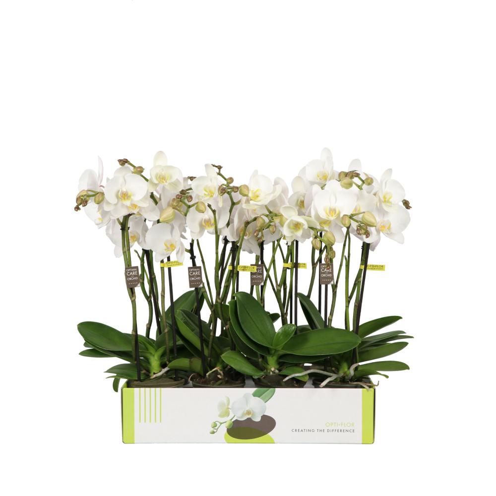 Phalaenopsis