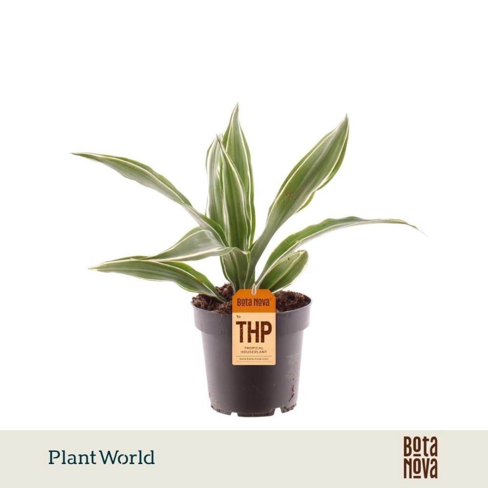 Dracaena