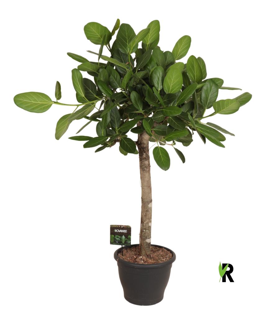Ficus