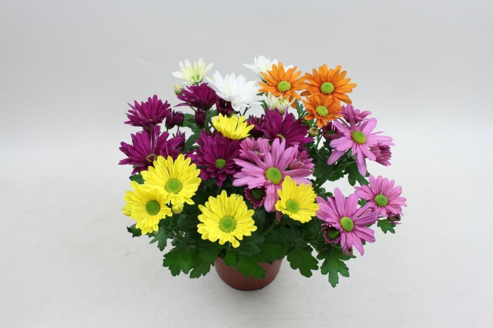 Chrysanthemum