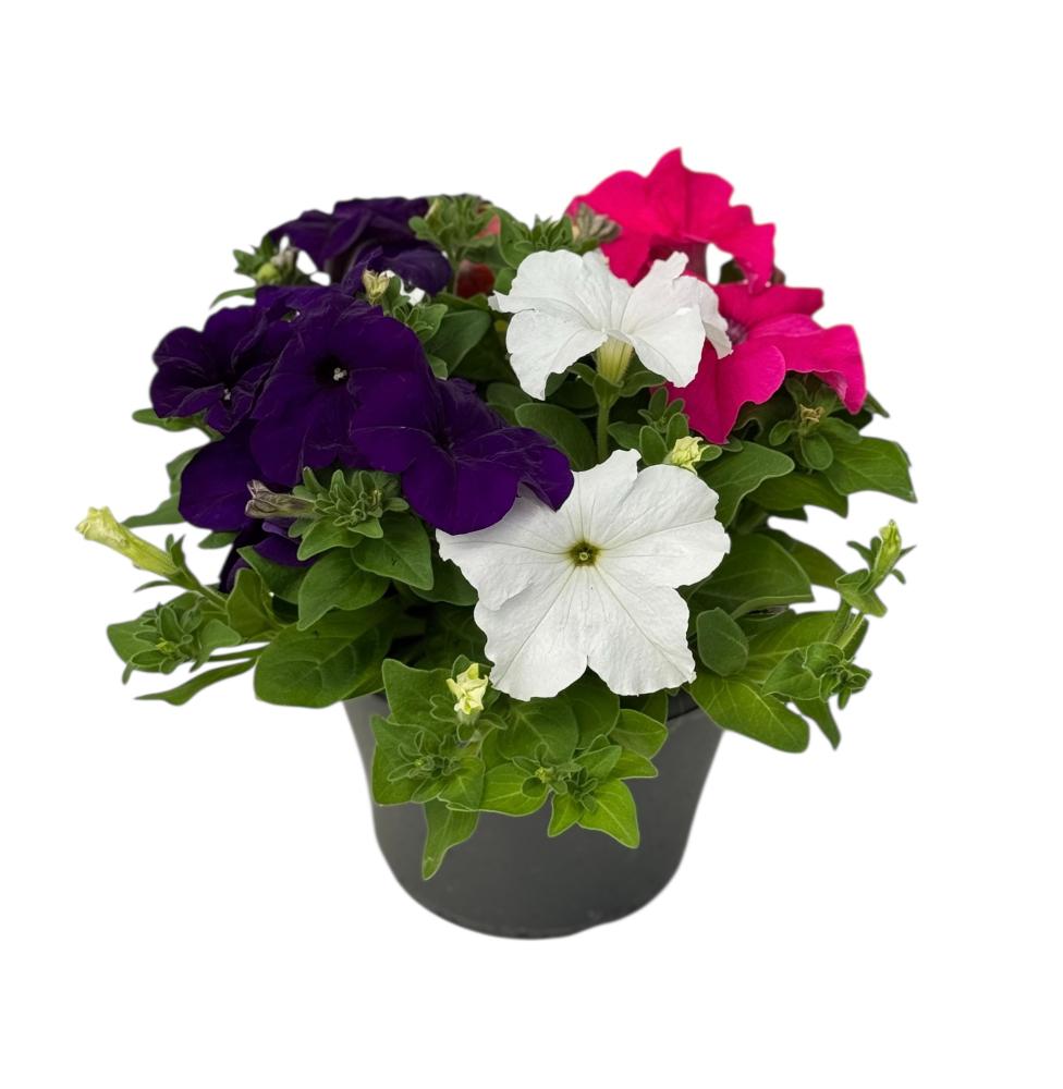 Petunia