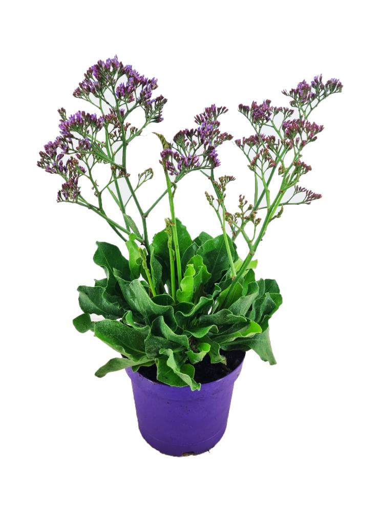 Limonium
