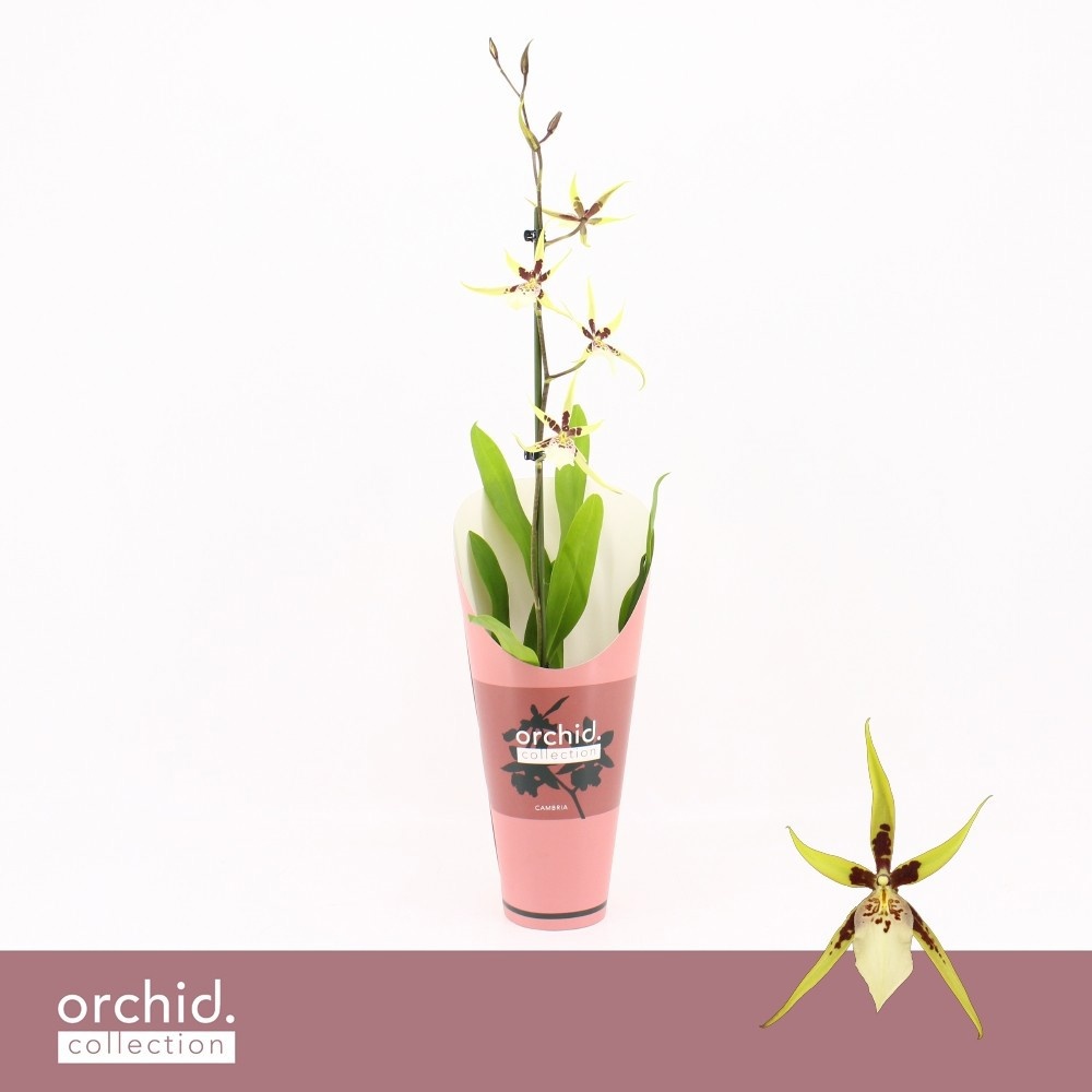 Oncidium