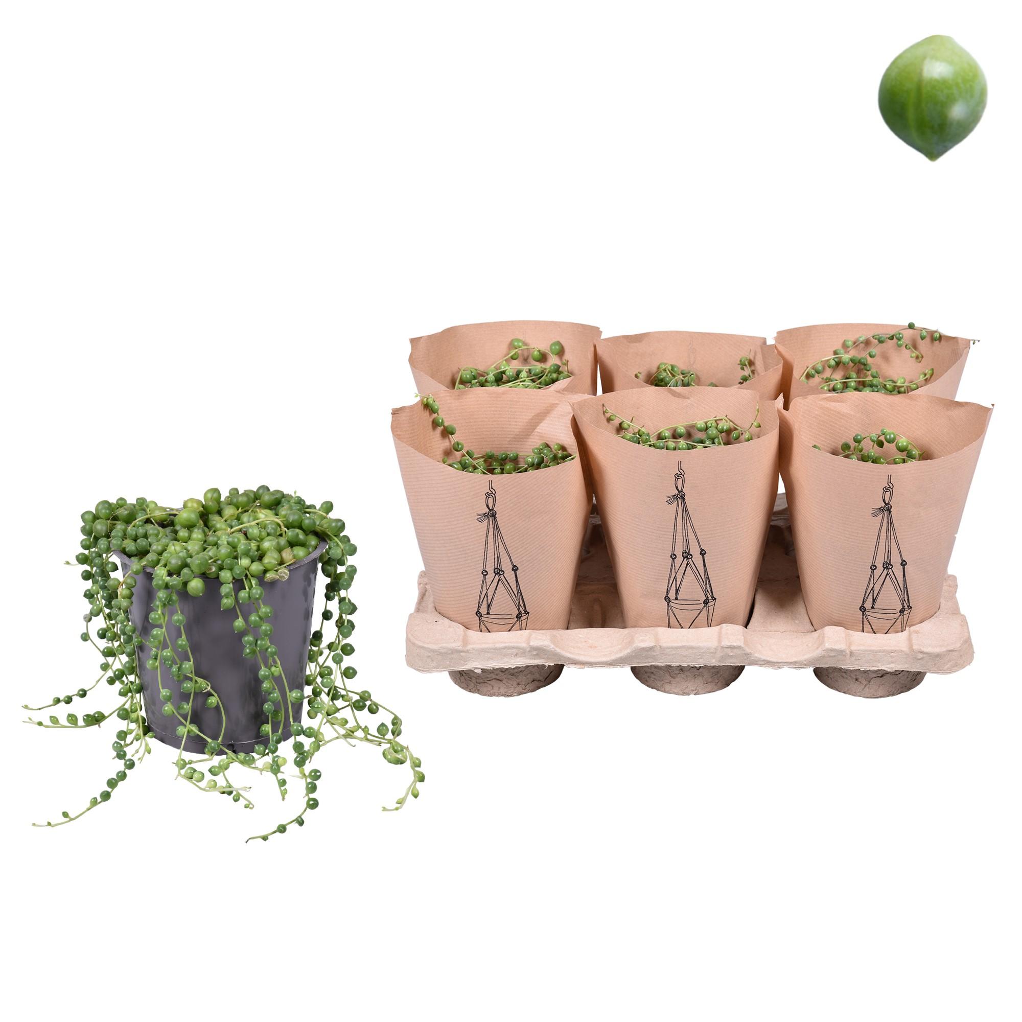 Senecio