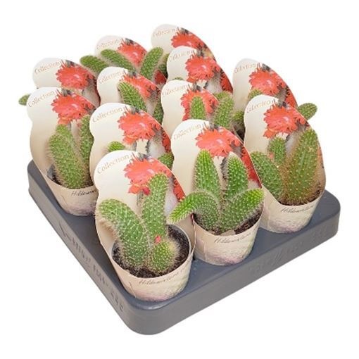 Cactus