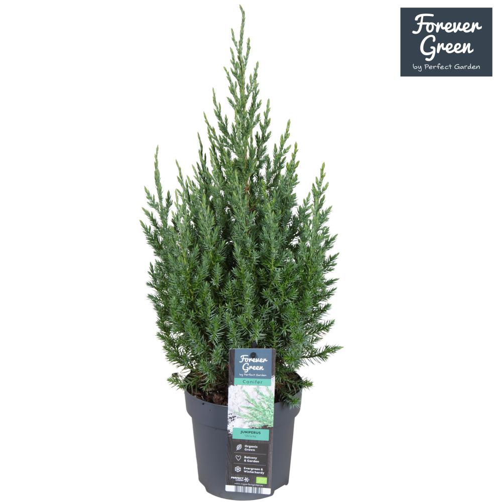 Juniperus