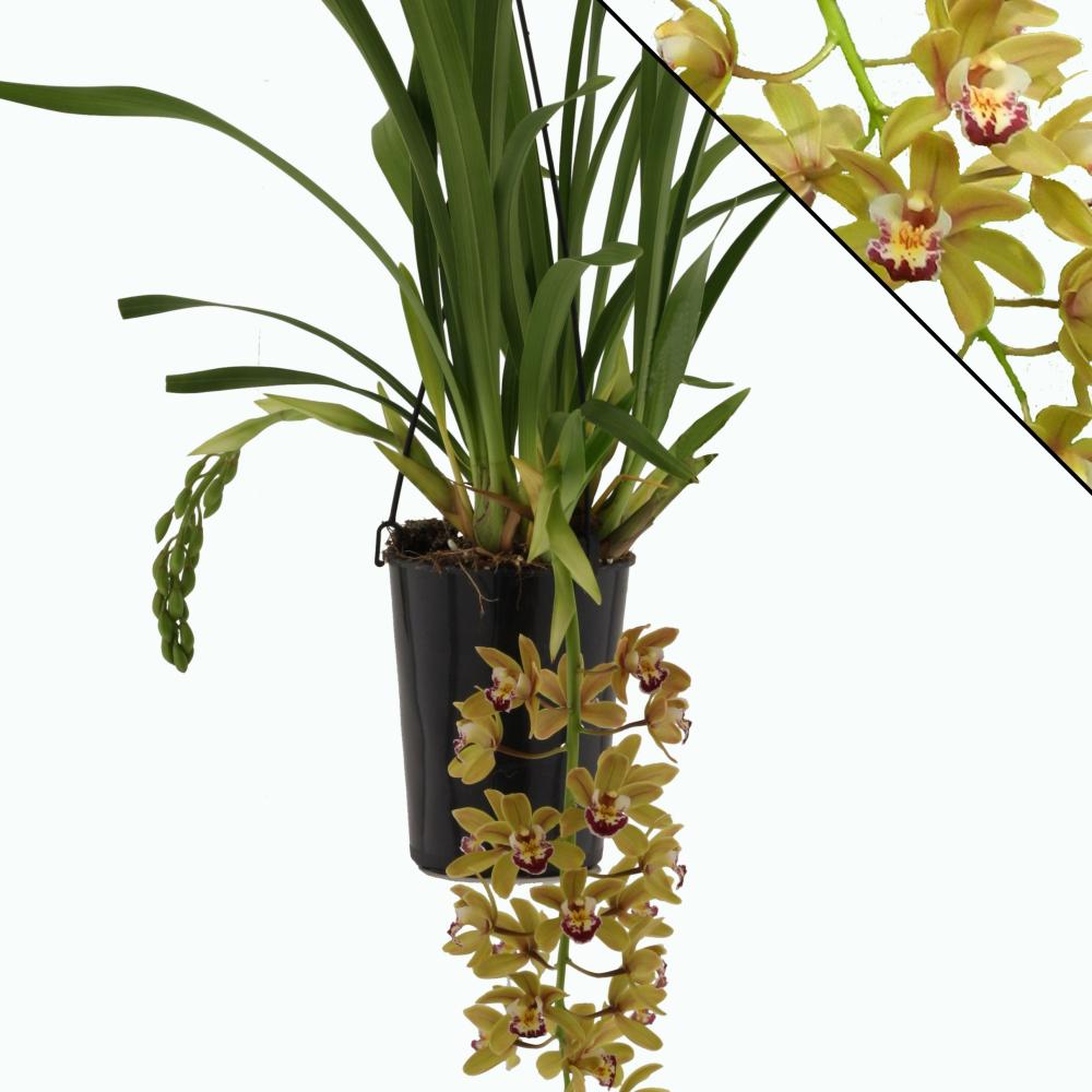 Cymbidium
