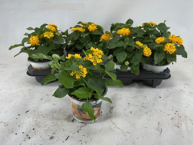 Lantana
