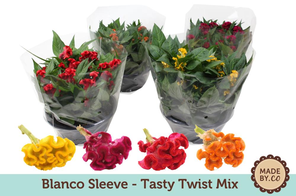 Celosia