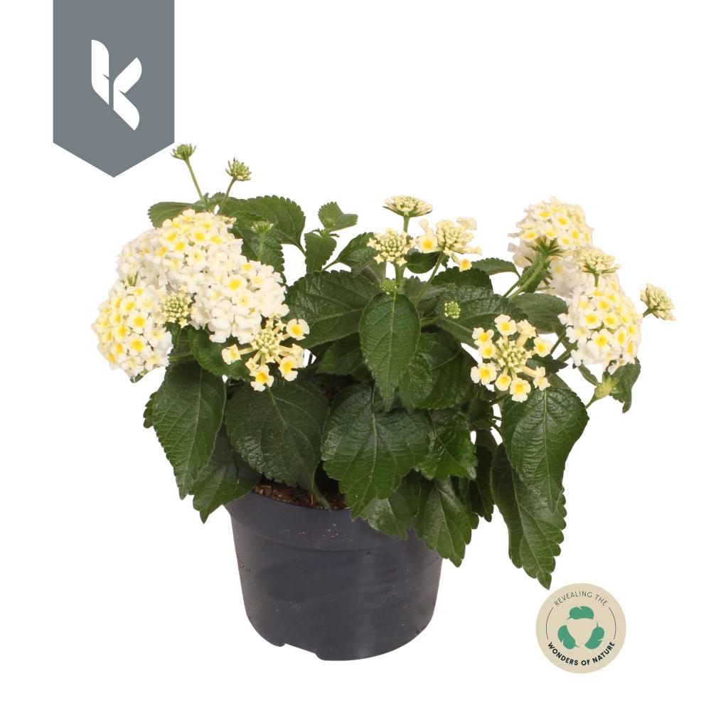 Lantana