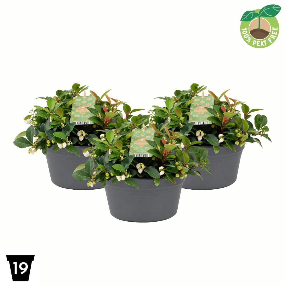 Gaultheria