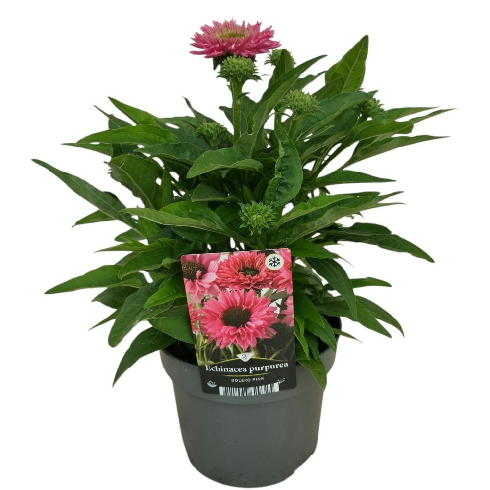 Echinacea