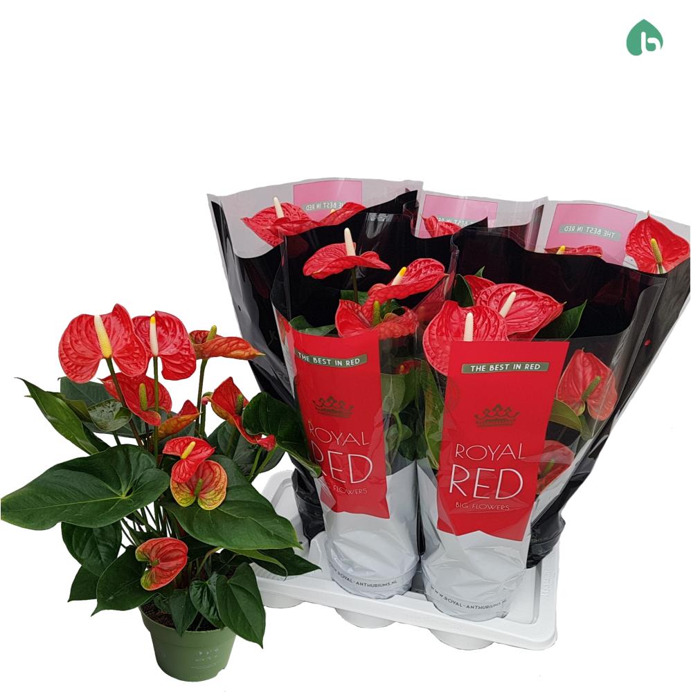 Anthurium