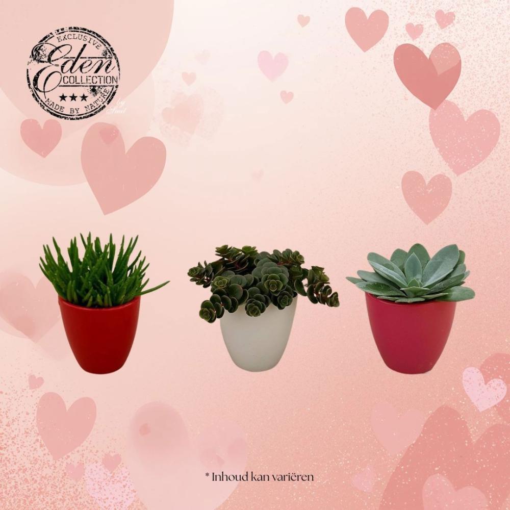 Plantes mix