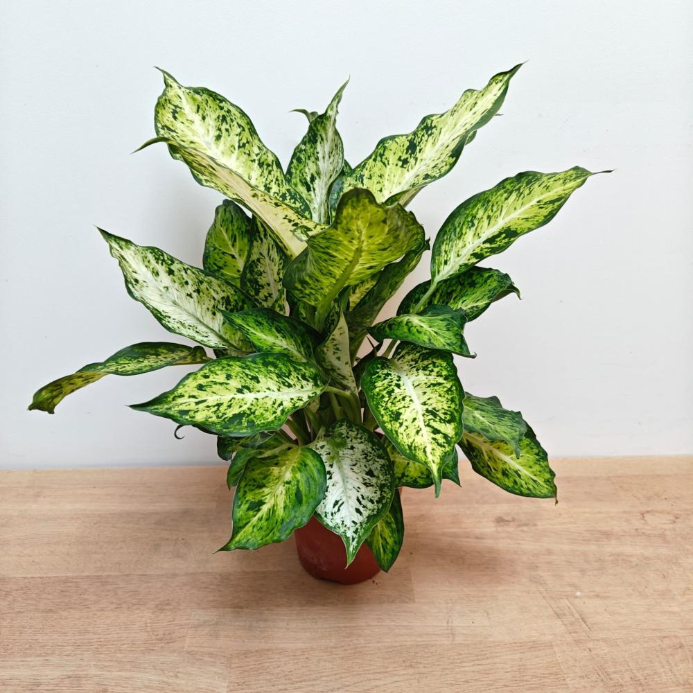 Dieffenbachia