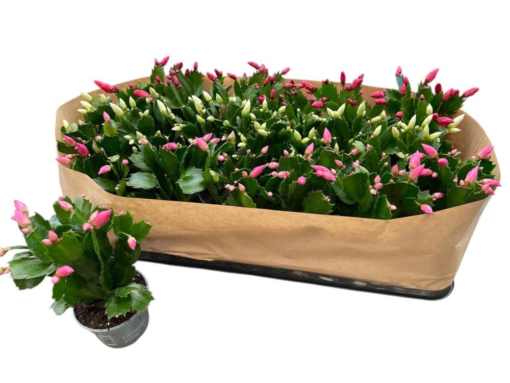 Schlumbergera