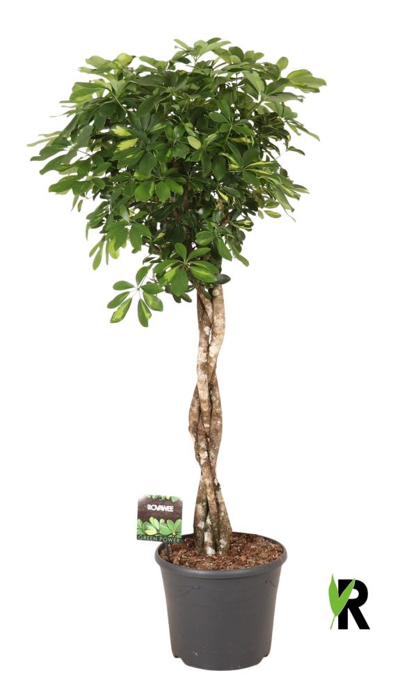 Schefflera